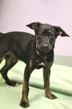 Shepherd Dogs Available for Adoption in Manchester, New Hampshire - Destini In NH. Come Meet Our Adoptable Dogs Wednesday-Saturday.  | PetCurious