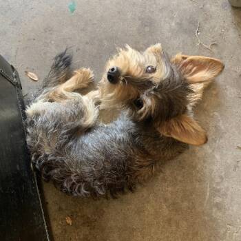 Bruiser -  Yorkshire Terrier Dog for Adoption in Houston, Texas - Bruiser | PetCurious