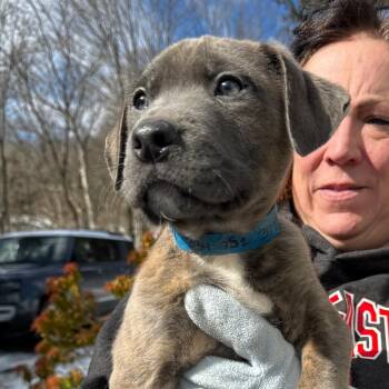 Retriever and Shepherd Dogs Available for Adoption - NY Jamill Avail Feb 14 (Tractor Supply Patterson) | PetCurious