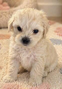 Bichon Frise and Maltipoo Dogs Available for Adoption in Cerritos, California - Ernie And Kincaid  | PetCurious