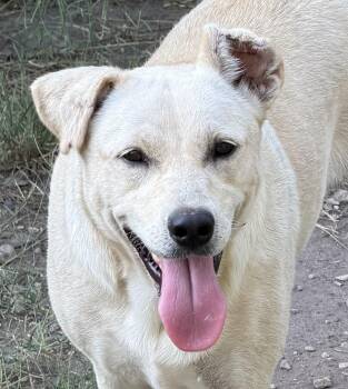 Comet -  Labrador Retriever and Cattle Dog Dog for Adoption in Boerne, Texas - Comet | PetCurious