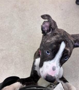 American Bulldog and Mixed Breed Dogs Available for Adoption in Oklahoma City, Oklahoma - MYSSI | PetCurious