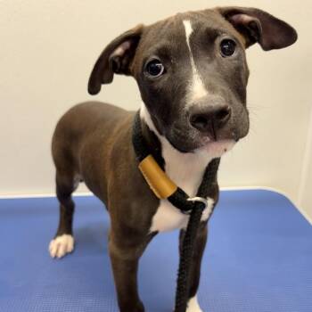 Jalapeno Cheese Puff -  Pit Bull Terrier and Mixed Breed Dog for Adoption in Saint Joseph, Missouri - Jalapeno Cheese Puff | PetCurious