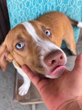 Bowie -  Husky Dog for Adoption in Sumter, South Carolina - Bowie | PetCurious