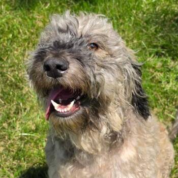 Jeffrietta -  Poodle and Mixed Breed Dog for Adoption in Cincinnati, Ohio - Jeffrietta | PetCurious