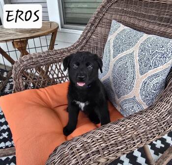 Eros -  Black Labrador Retriever and German Shepherd Dog Dog Available for Adoption in Sanford, North Carolina - Eros | PetCurious