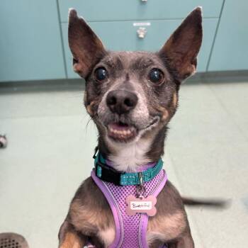 Bluetiful 14205 -  Chihuahua Dog for Adoption in San Francisco, California - Bluetiful 14205 | PetCurious