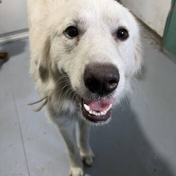 Bailey -  Great Pyrenees Dog for Adoption in Lorida, Florida - Bailey | PetCurious