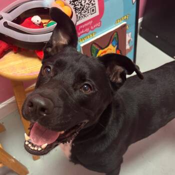 Jean-Paul -  Labrador Retriever Dog for Adoption in Webster, Texas - Jean-Paul | PetCurious