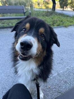 Rescue Mixed Breed Dogs for Adoption in Montreal, Quebec - Tom | PetCurious