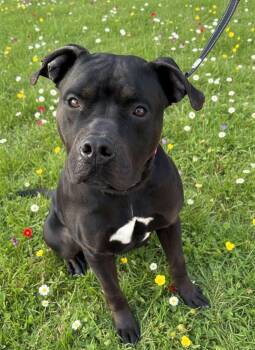 American Staffordshire Terrier Dogs Available for Adoption in Hillsdale, New York - Mac | PetCurious