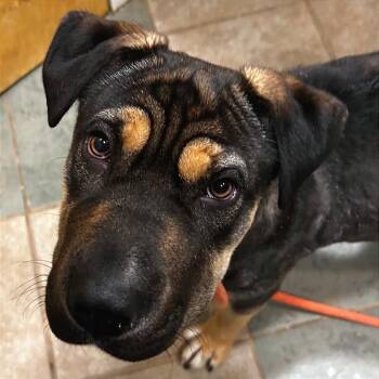 Mixed Breed Dogs Available for Adoption in Chattanooga, Tennessee - Phoebe | PetCurious