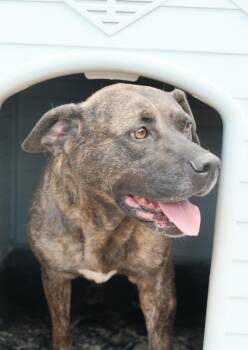 Rescue American Bully Dogs for Adoption in Westborough, Massachusetts - Mindy | PetCurious