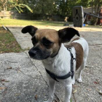 Pedal Rose -  Jack Russell Terrier and Chihuahua Dog for Adoption in New Orleans, Louisiana - Pedal Rose | PetCurious