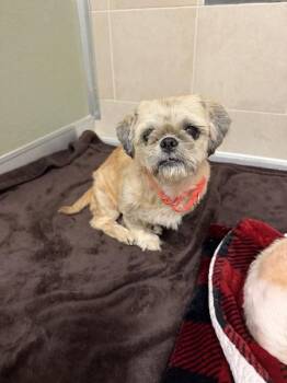 Spike -  Shih Tzu Dog for Adoption in Stratham, New Hampshire - Spike | PetCurious
