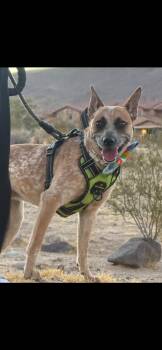 Dixie -  Cattle Dog Dog for Adoption in West Hollywood, California - Dixie | PetCurious