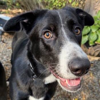 Rescue Border Collie and German Shepherd Dog Dogs for Adoption in Malvern, Pennsylvania - Milly | PetCurious