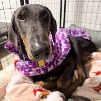 Doberman Pinscher Dogs Available for Adoption - Reign | PetCurious