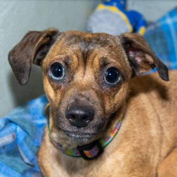 Jazzy -  Chihuahua and Dachshund Dog for Adoption in Evansville, Indiana - Jazzy | PetCurious