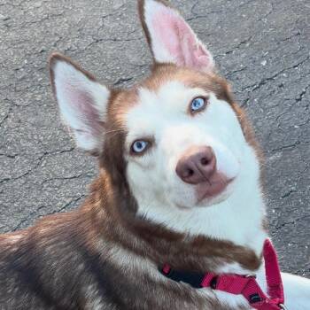 Fiona -  Husky Dog for Adoption - Fiona | PetCurious