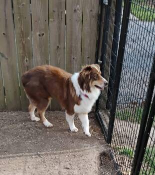 Marie -  Australian Shepherd Dog for Adoption in Indianapolis, Indiana - Marie | PetCurious