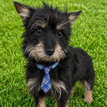 Yorkshire Terrier and Terrier Dogs Available for Adoption in Las Vegas, Nevada - Cucaracha | PetCurious