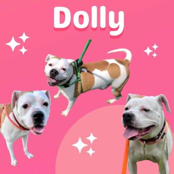 Dolly -  Pit Bull Terrier and Mixed Breed Dog for Adoption in Liverpool, New York - Dolly | PetCurious