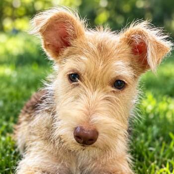 Gidget *Arriving 9/26* D12500 -  Wheaten Terrier and Schnauzer Dog for Adoption - Gidget *Arriving 9/26* D12500 | PetCurious