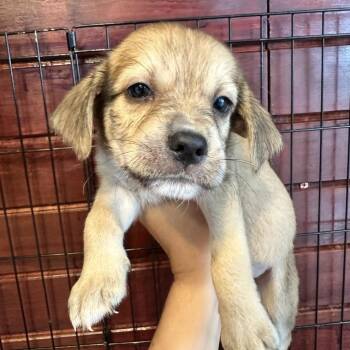 Dylan -  Shepherd Dog for Adoption in San Juan, San Juan - Dylan | PetCurious