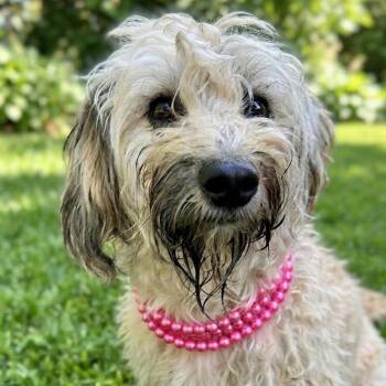 Sandie -  Miniature Poodle and Mixed Breed Dog for Adoption in Las Vegas, Nevada - Sandie | PetCurious