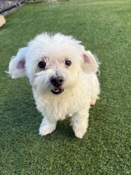 Maltese Dogs Available for Adoption - Muffin | PetCurious