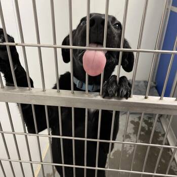 Mixed Breed Dogs Available for Adoption in Dickinson, Texas - Jaxson | PetCurious
