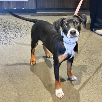 Mixed Breed Dogs Available for Adoption in Franklin, Tennessee - Chai (Hyacinth) | PetCurious