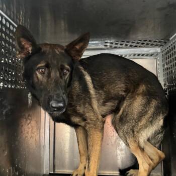 McAllister -  Shepherd Dog for Adoption in Birmingham, Alabama - McAllister | PetCurious