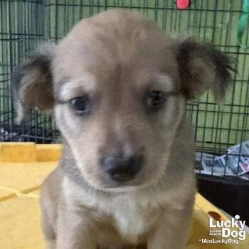 Spaniel Dogs Available for Adoption in Washington, District Of Columbia - Chip | PetCurious