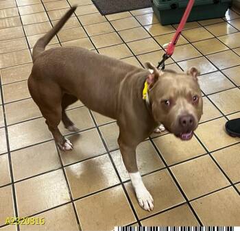 Rescue Mixed Breed Dogs for Adoption in West Palm Beach, Florida - ROWDY ROO | PetCurious