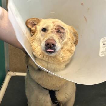 Mixed Breed Dogs Available for Adoption in Murray, Utah - Elf | PetCurious