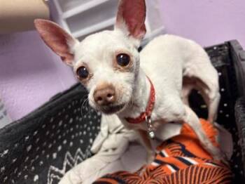 Chihuahua and Mixed Breed Dogs Available for Adoption in El Paso, Texas - 60963605 | PetCurious