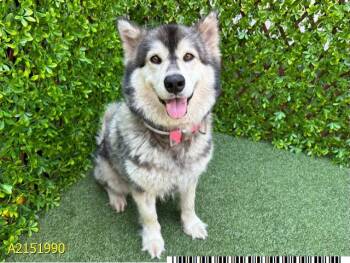FRANCINE -  Mixed Breed Dog for Adoption in West Palm Beach, Florida - FRANCINE | PetCurious