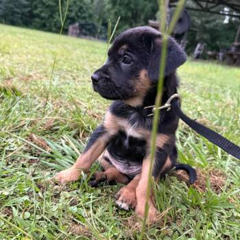 Tobe -  Mixed Breed Dog for Adoption in Livingston, Texas - Tobe | PetCurious