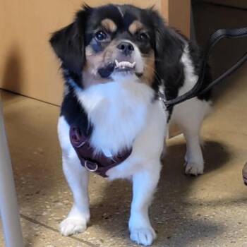 Moo Roo -  Pekingese and Mixed Breed Dog for Adoption in Baltimore, Maryland - Moo Roo | PetCurious
