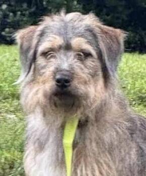 McAfee -  Schnauzer Dog Available for Adoption in Cumming, Georgia - McAfee | PetCurious