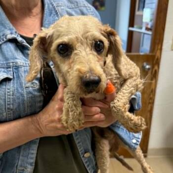 Poodle Dogs Available for Adoption in Hartland, Wisconsin - Ivar-Foster Home Needed | PetCurious