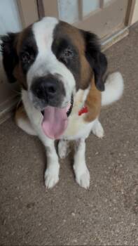 Rescue Saint Bernard Dogs for Adoption in Plano, Texas - Peaches | PetCurious