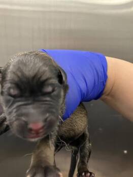 Rescue Mixed Breed Dogs for Adoption in Dallas, Texas - 3 | PetCurious