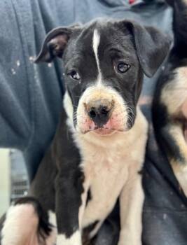 Mastiff and Boxer Dogs Available for Adoption in Danielsville, Georgia - Roxanne | PetCurious