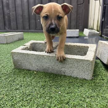 Shepherd Dogs Available for Adoption in Loxahatchee Groves, Florida - Bentley 3140 | PetCurious