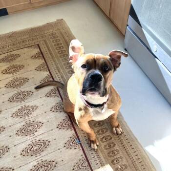 Nico -  Mixed Breed Dog for Adoption in Nantucket, Massachusetts - Nico | PetCurious