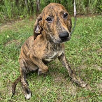 Loretta -  Treeing Walker Coonhound and Labrador Retriever Dog for Adoption in Foley, Alabama - Loretta | PetCurious