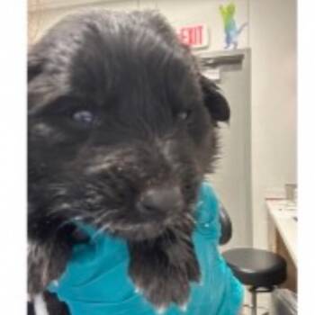 Merlin -  Mixed Breed Dog for Adoption in Midland, Texas - Merlin | PetCurious